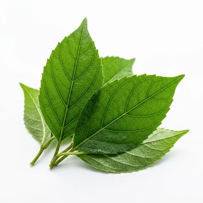 Gymnema Sylvestre