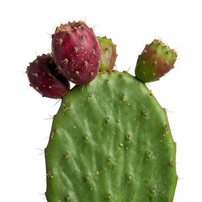 Extracto de Nopal